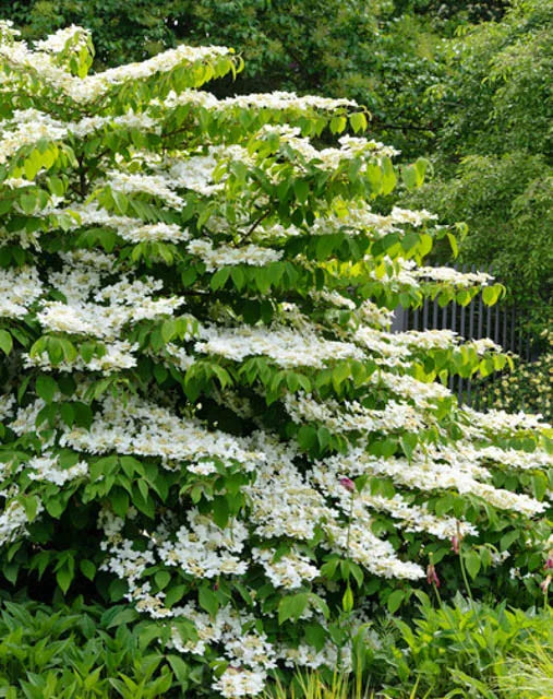 Viburnum Plicatum Var  Tomentosum Shasta - View 6 from www redcrocus com