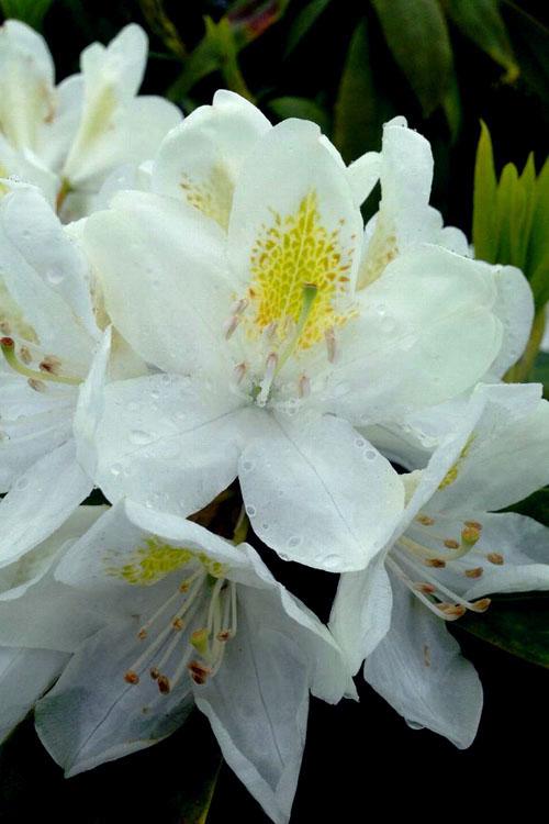 Rhododendron Chionoides - View 12 from www redcrocus com