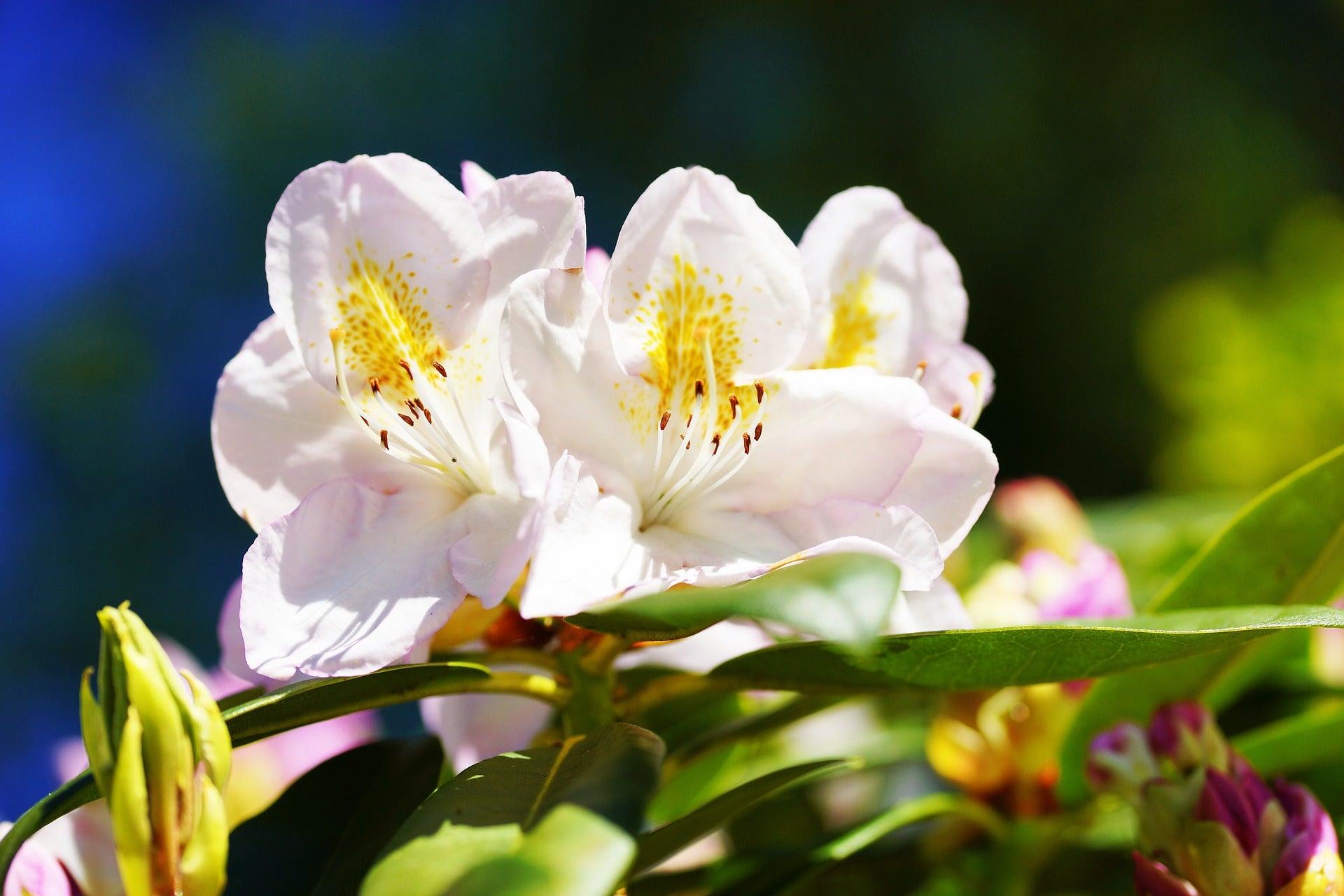Rhododendron Chionoides - View 13 from www redcrocus com