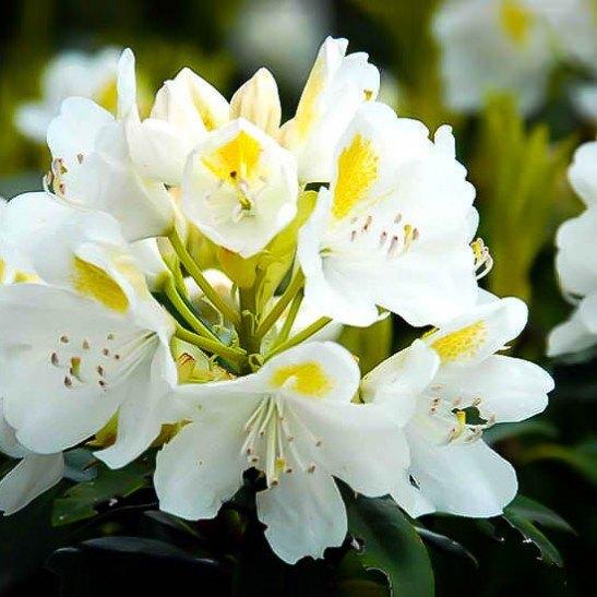 Rhododendron Chionoides - View 15 from www redcrocus com