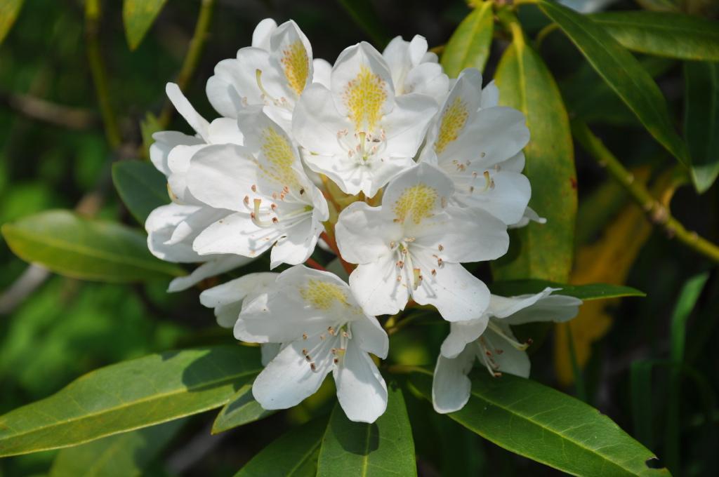 Rhododendron Chionoides - View 17 from www redcrocus com