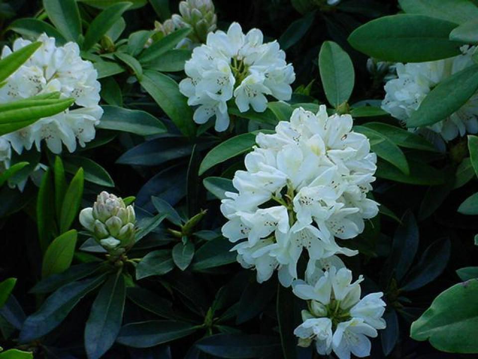 Rhododendron Chionoides - View 18 from www redcrocus com