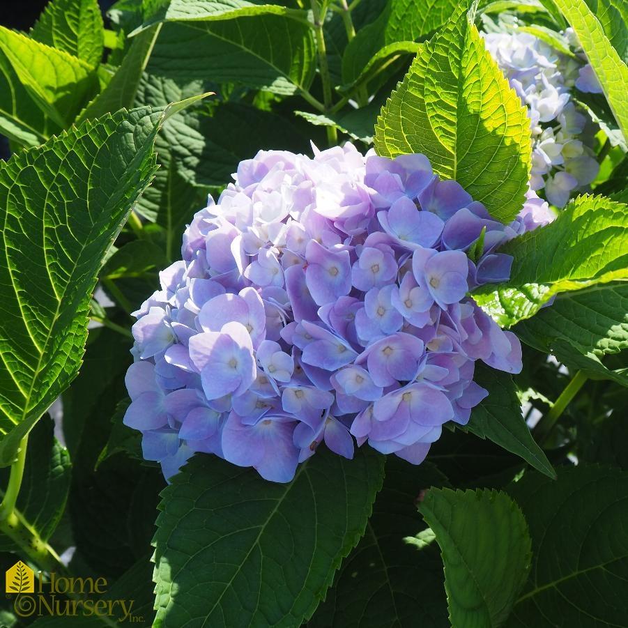 Hydrangea Macrophylla Endless Summer - View 16 from www redcrocus com