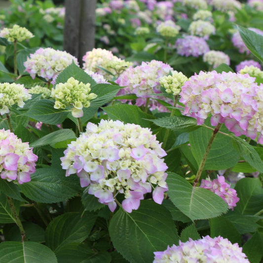Hydrangea Macrophylla Endless Summer - View 1 from www redcrocus com