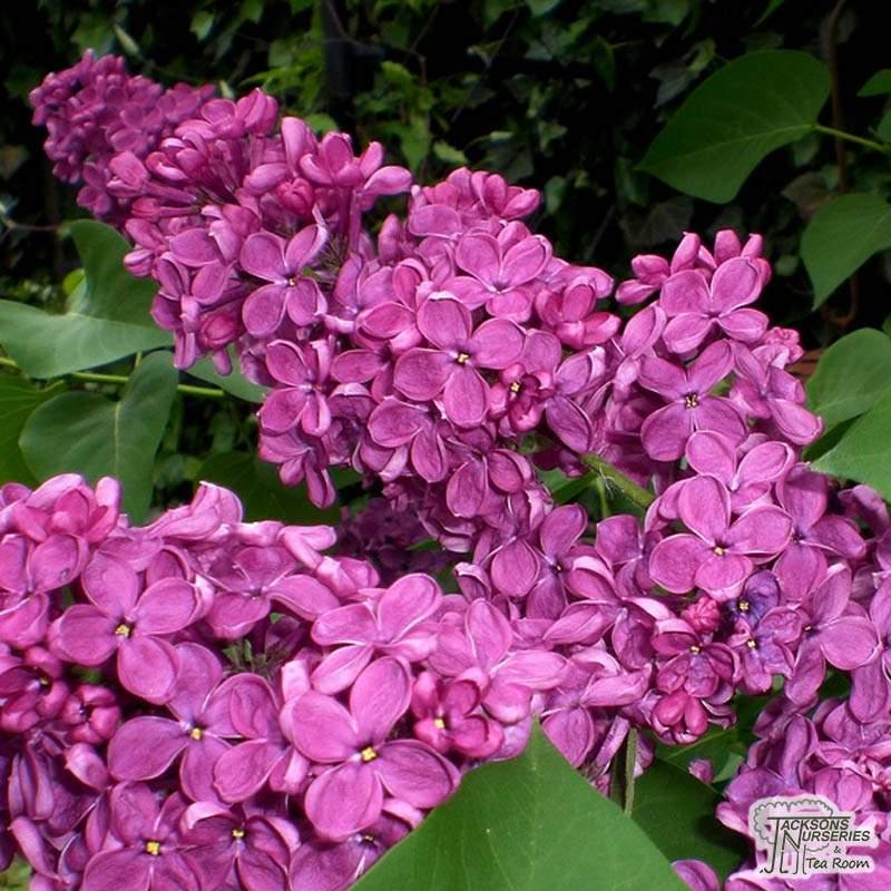 Syringa Vulgaris Charles Joly - View 12 from www redcrocus com
