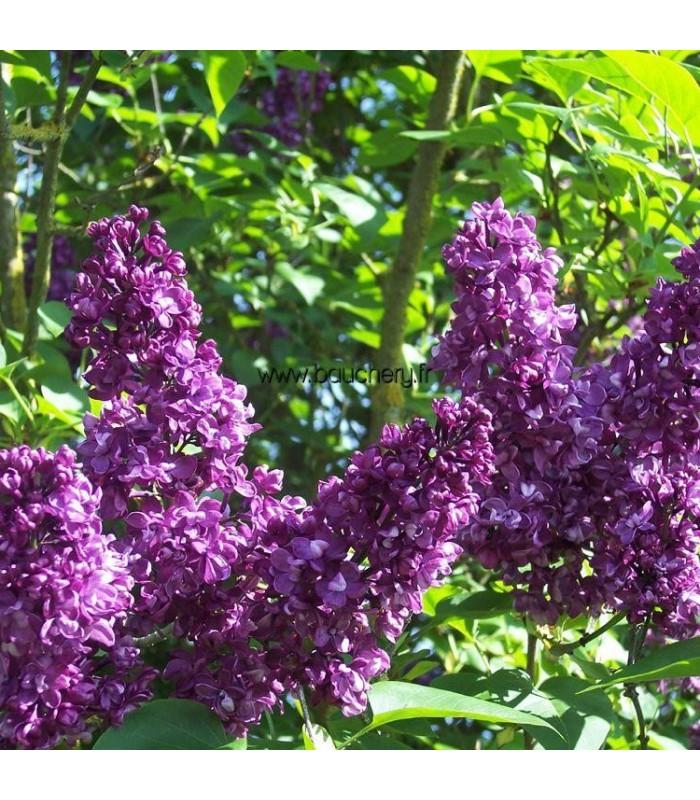 Syringa Vulgaris Charles Joly - View 13 from www redcrocus com