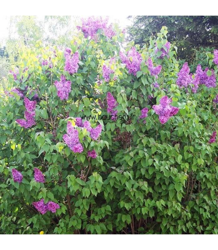 Syringa Vulgaris Charles Joly - View 14 from www redcrocus com