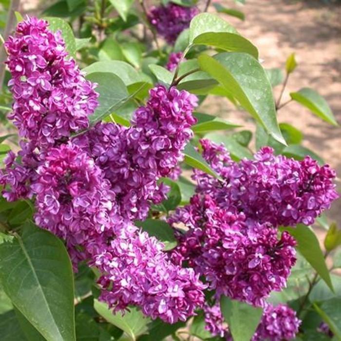 Syringa Vulgaris Charles Joly - View 17 from www redcrocus com