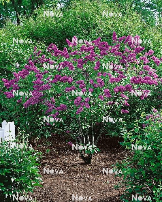 Syringa Vulgaris Charles Joly - View 18 from www redcrocus com
