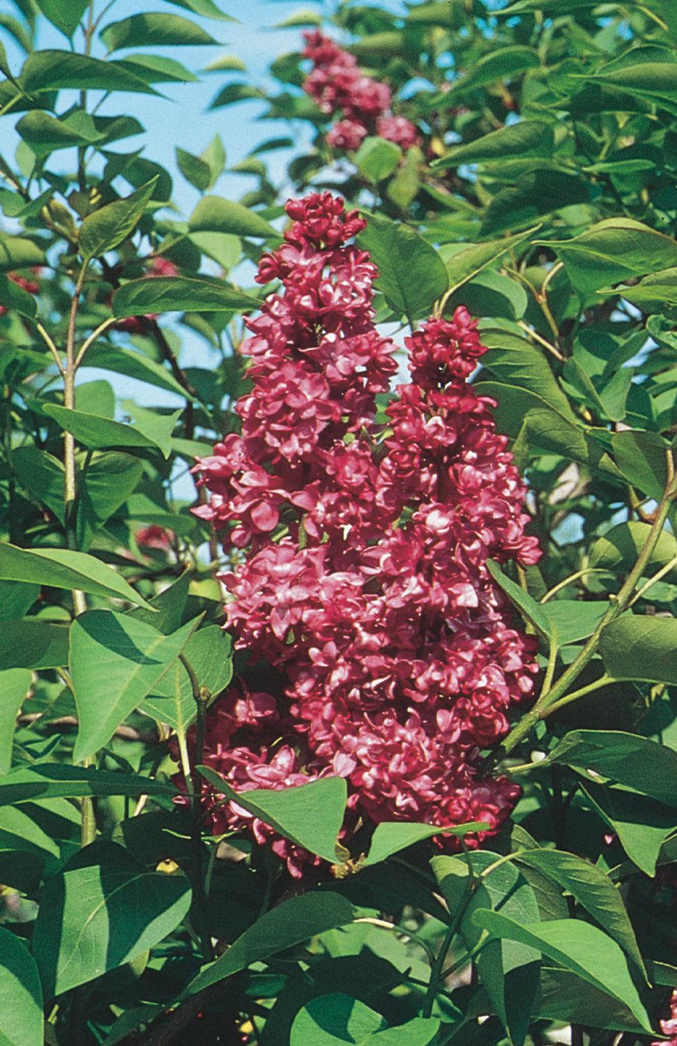 Syringa Vulgaris Charles Joly - View 19 from www redcrocus com