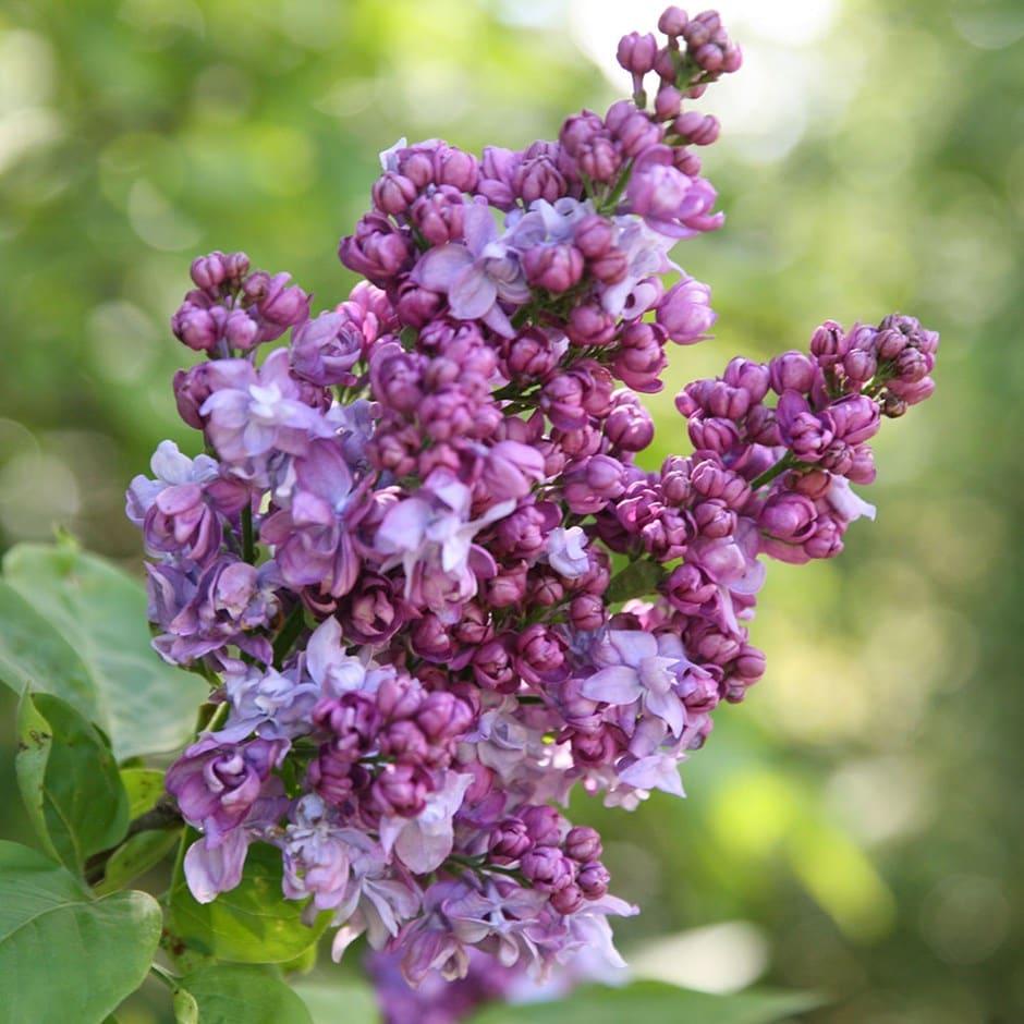 Syringa Vulgaris Charles Joly - View 4 from www redcrocus com