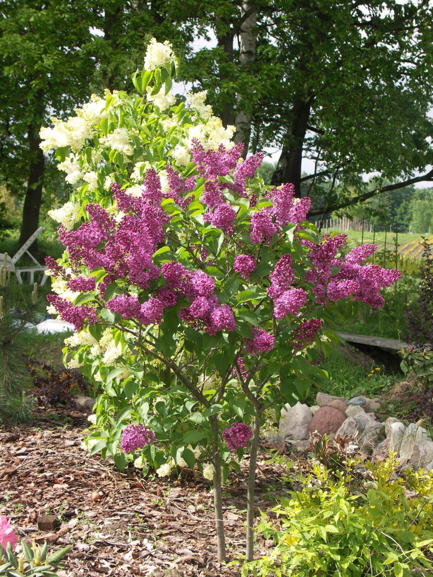 Syringa Vulgaris Charles Joly - View 5 from www redcrocus com