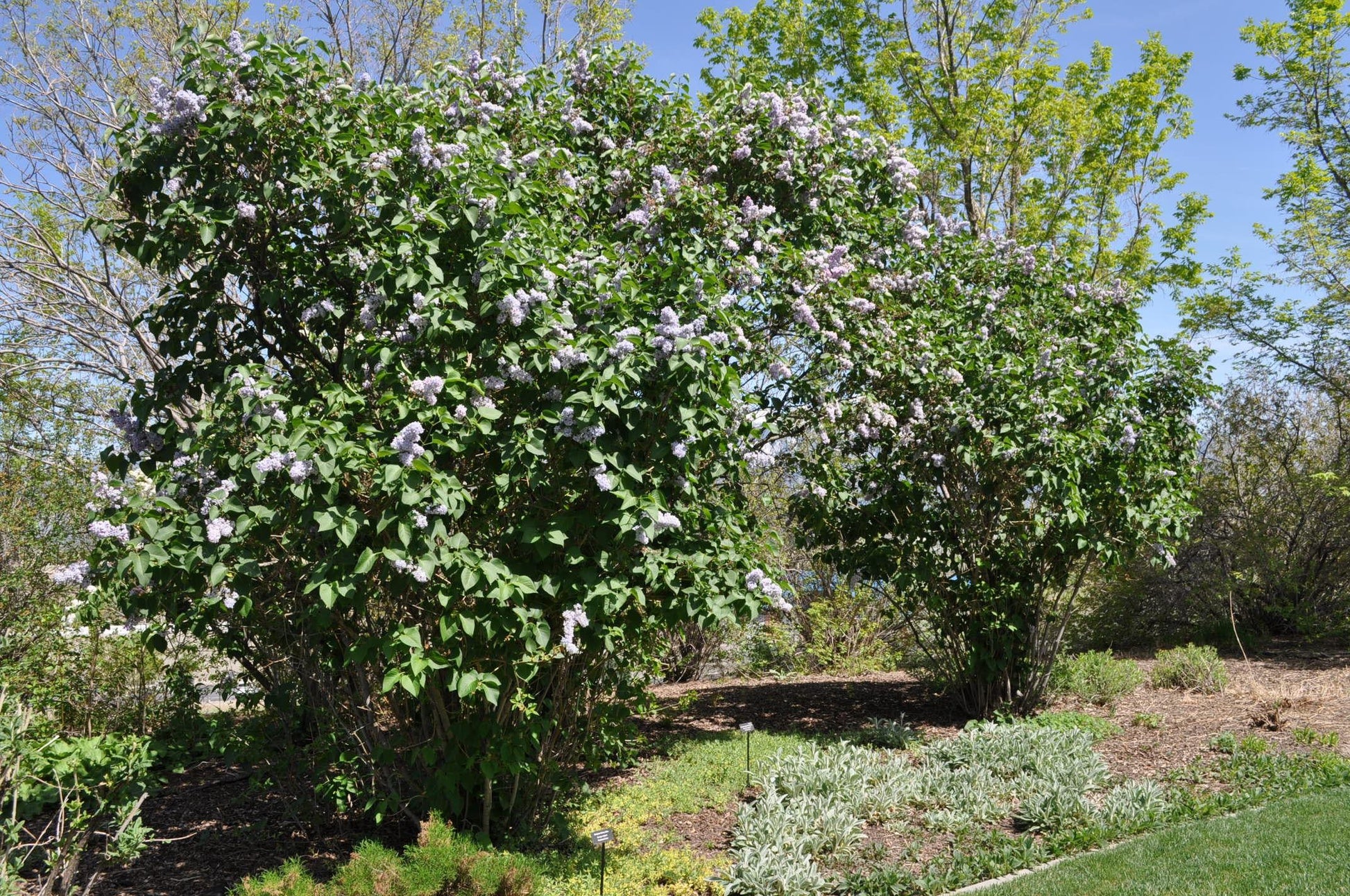 Syringa Vulgaris President Grevy - View 13 from www redcrocus com