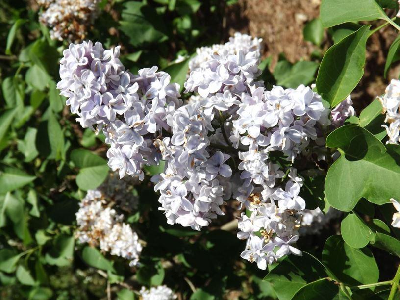 Syringa Vulgaris President Grevy - View 16 from www redcrocus com
