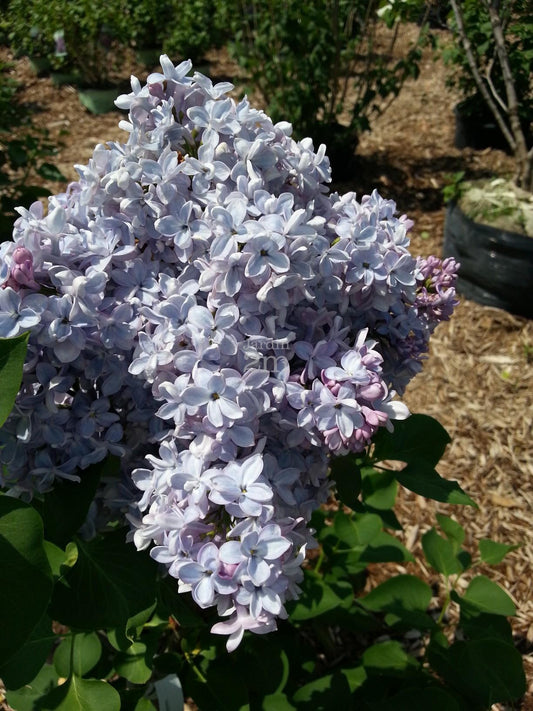 Syringa Vulgaris President Grevy - View 1 from www redcrocus com