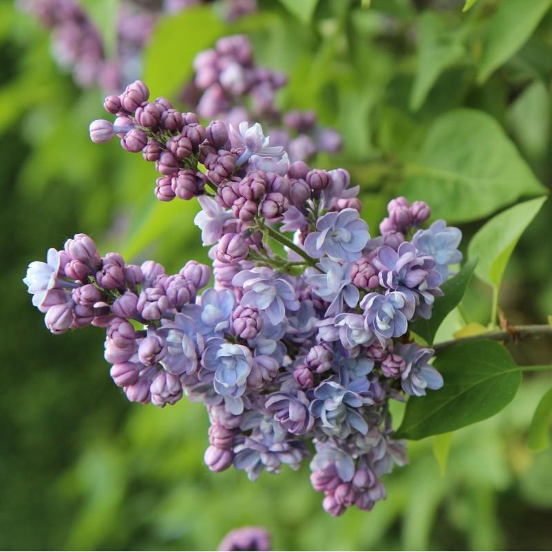 Syringa Vulgaris President Grevy - View 8 from www redcrocus com