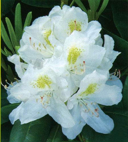 Rhododendron Album - View 11 from www redcrocus com