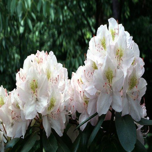 Rhododendron Album - View 13 from www redcrocus com