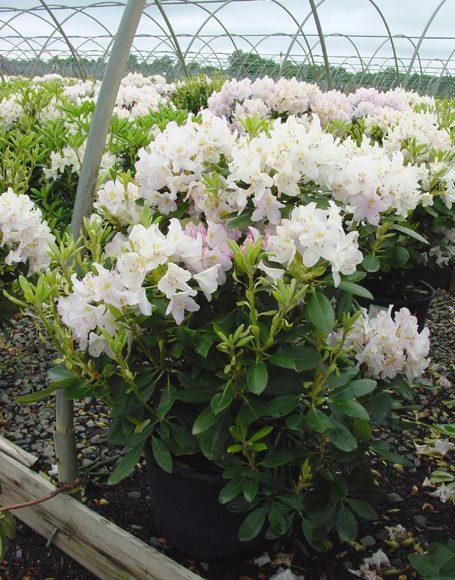 Rhododendron Album - View 14 from www redcrocus com