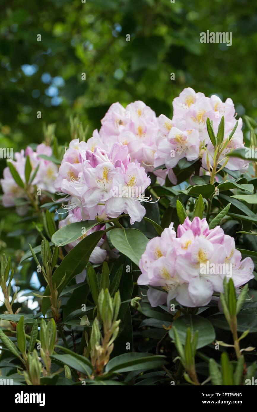 Rhododendron Album - View 15 from www redcrocus com
