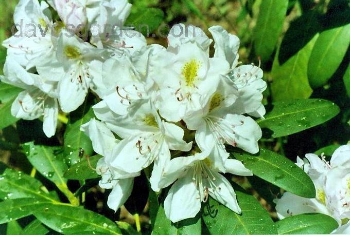 Rhododendron Album - View 16 from www redcrocus com