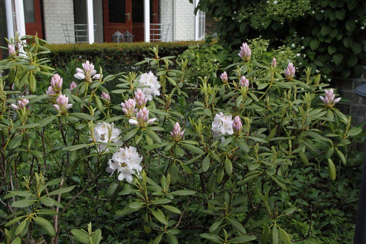 Rhododendron Album - View 1 from www redcrocus com