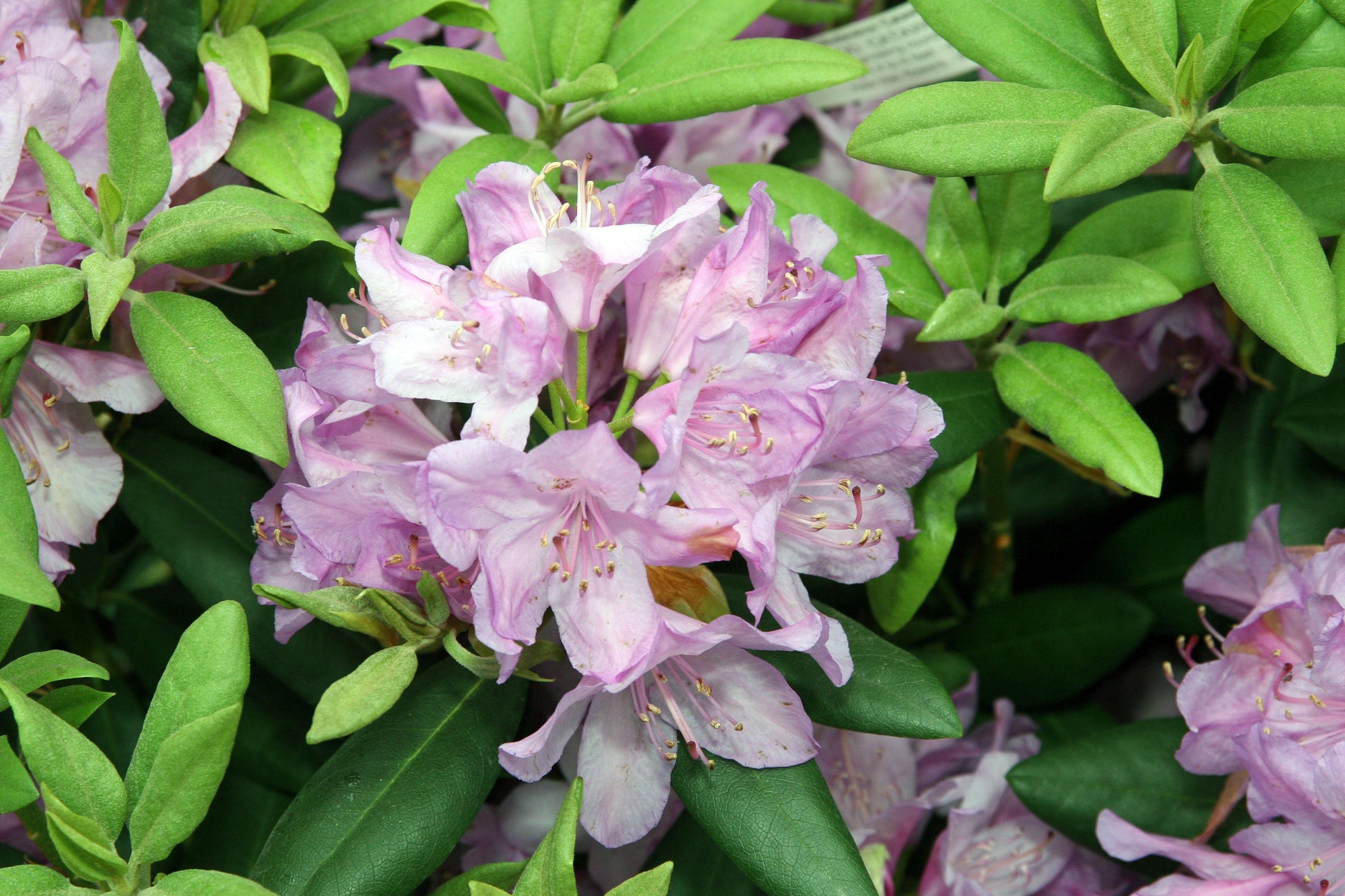 Rhododendron Album - View 3 from www redcrocus com