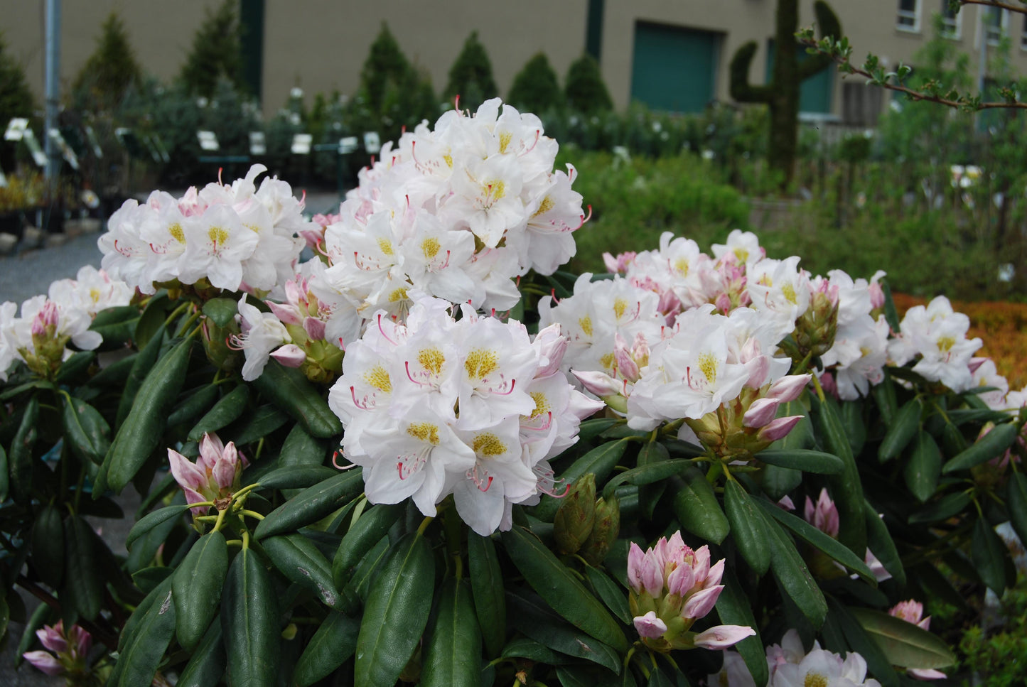 Rhododendron Album - View 5 from www redcrocus com