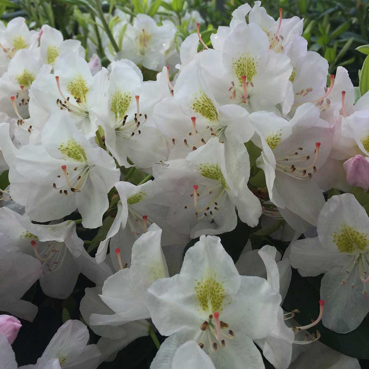 Rhododendron Album - View 9 from www redcrocus com