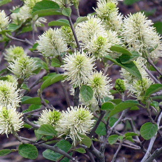 Fothergilla Gardenii - View 1 from www redcrocus com