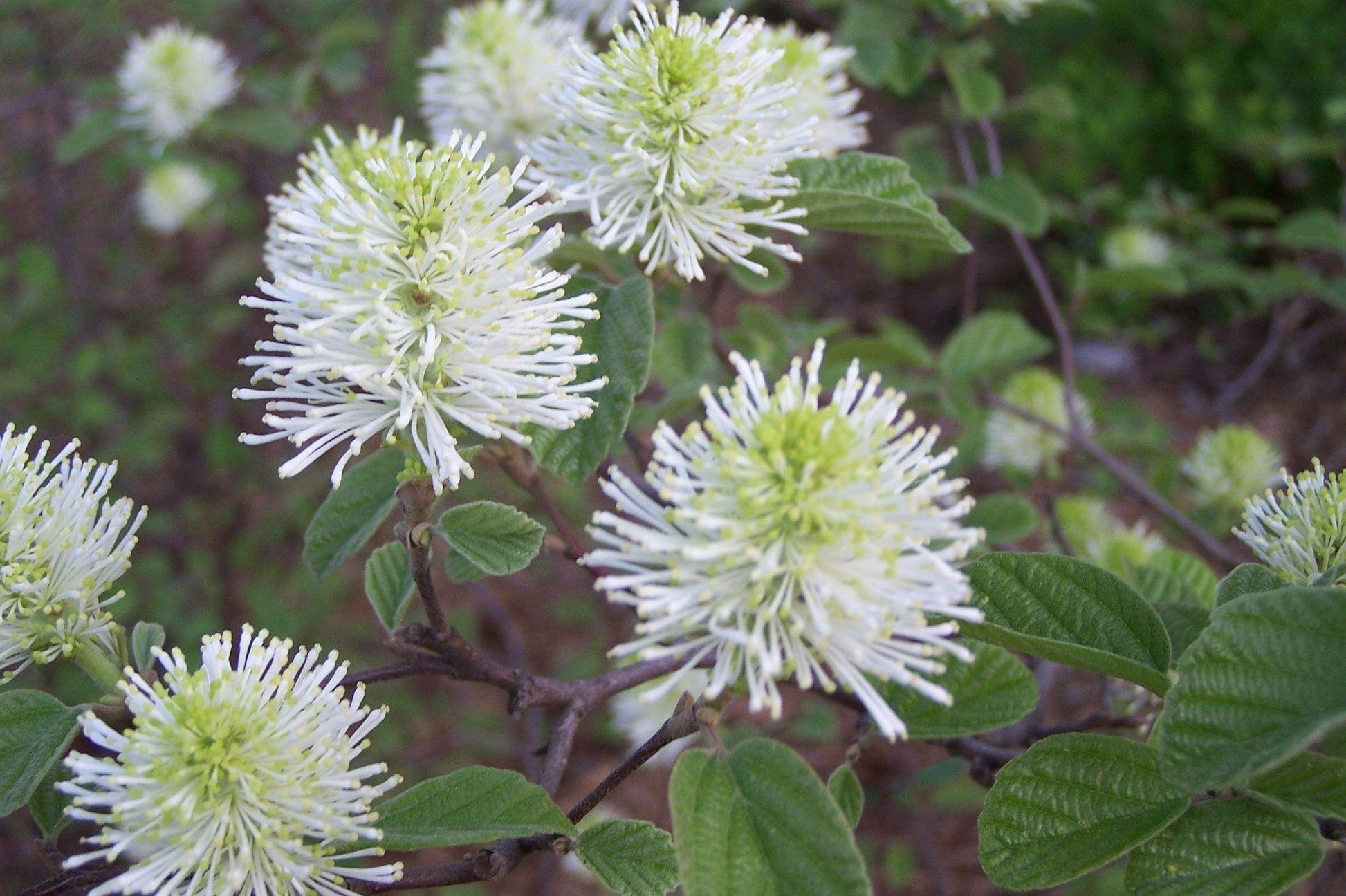 Fothergilla Gardenii - View 8 from www redcrocus com