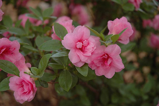 Azalea Rosebud - View 11 from www redcrocus com