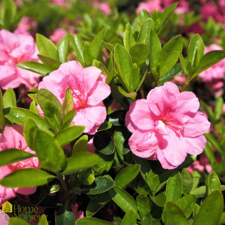 Azalea Rosebud - View 14 from www redcrocus com