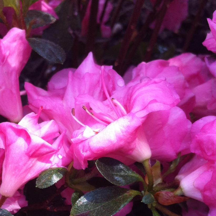 Azalea Rosebud - View 16 from www redcrocus com