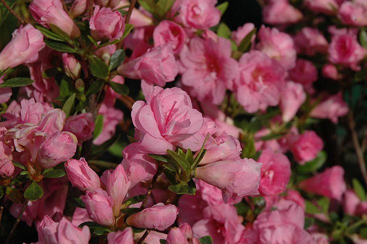 Azalea Rosebud - View 18 from www redcrocus com