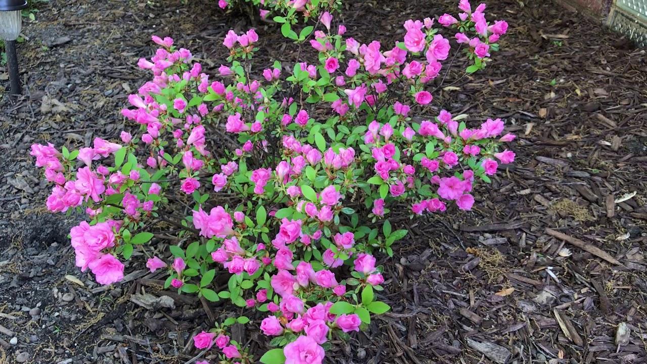 Azalea Rosebud - View 6 from www redcrocus com