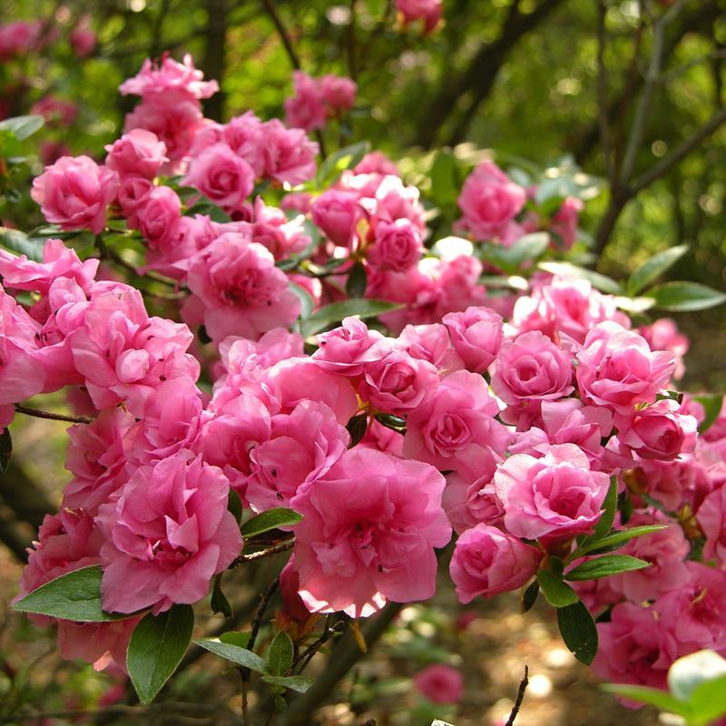 Azalea Rosebud - View 8 from www redcrocus com