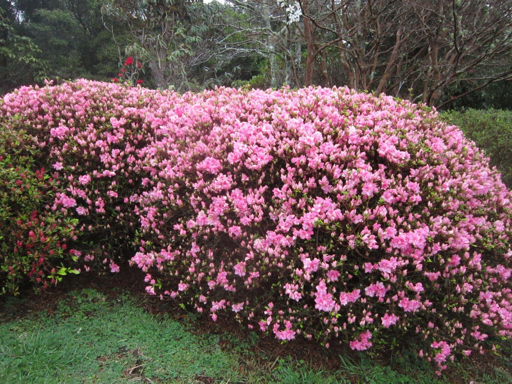 Azalea Rosebud - View 9 from www redcrocus com