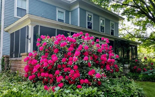 Rhododendron Nova Zembla - View 10 from www redcrocus com
