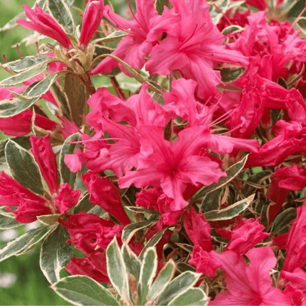 Azalea Silver Sword - View 11 from www redcrocus com