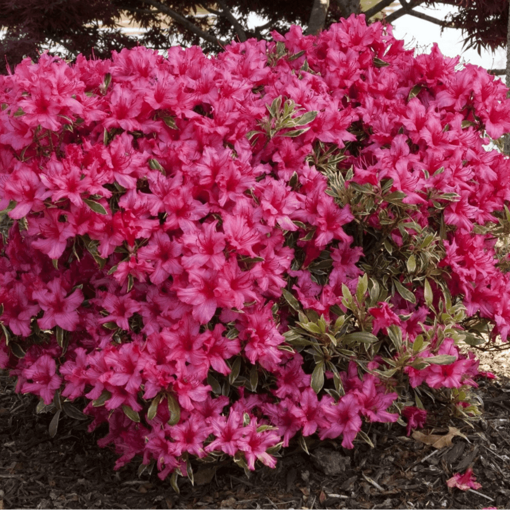 Azalea Silver Sword - View 12 from www redcrocus com