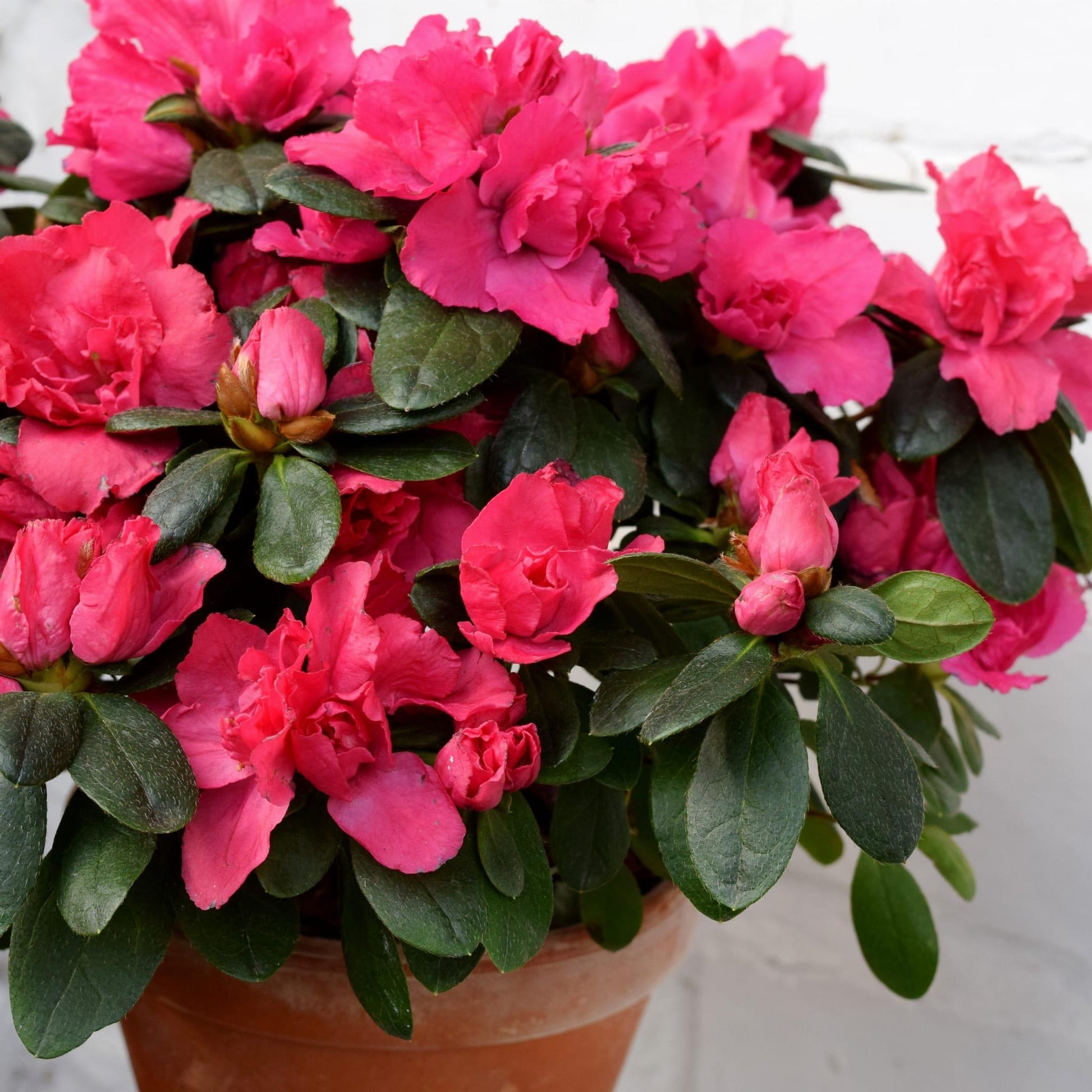 Azalea Silver Sword - View 12 from www redcrocus com