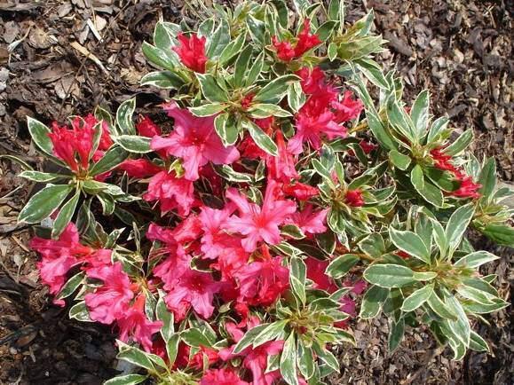 Azalea Silver Sword - View 13 from www redcrocus com