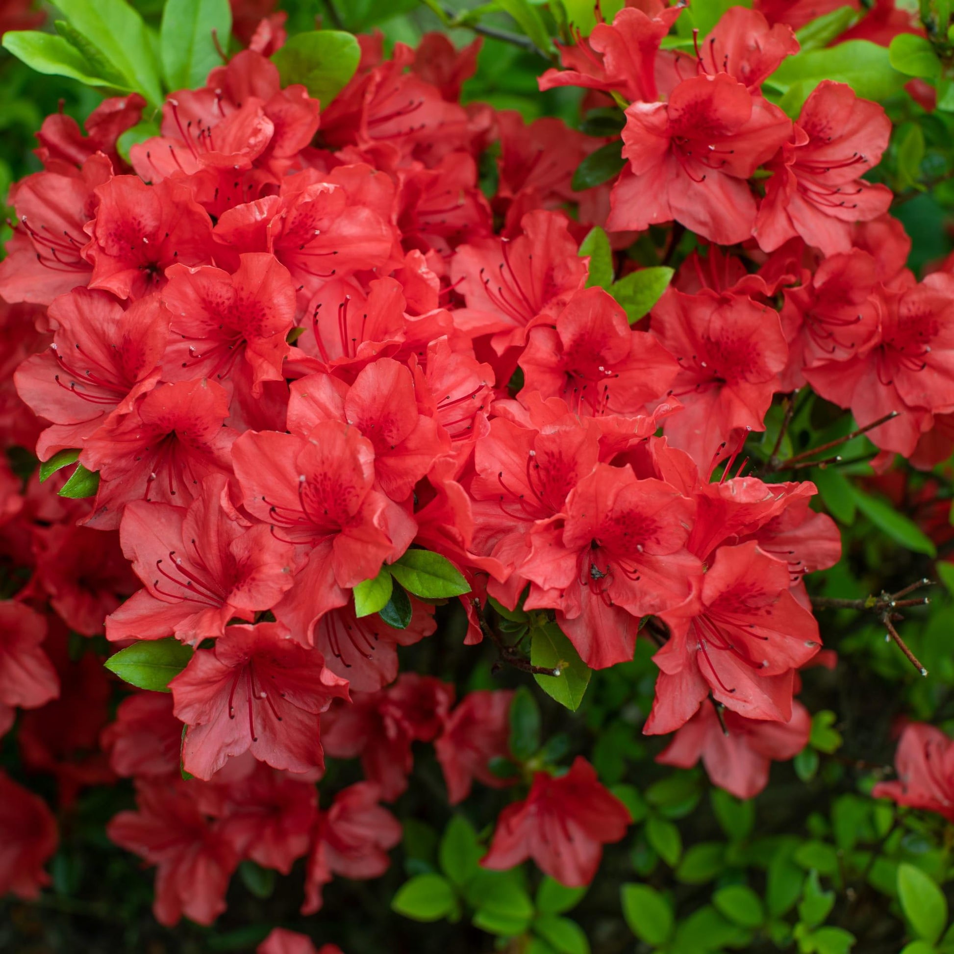 Azalea Silver Sword - View 14 from www redcrocus com