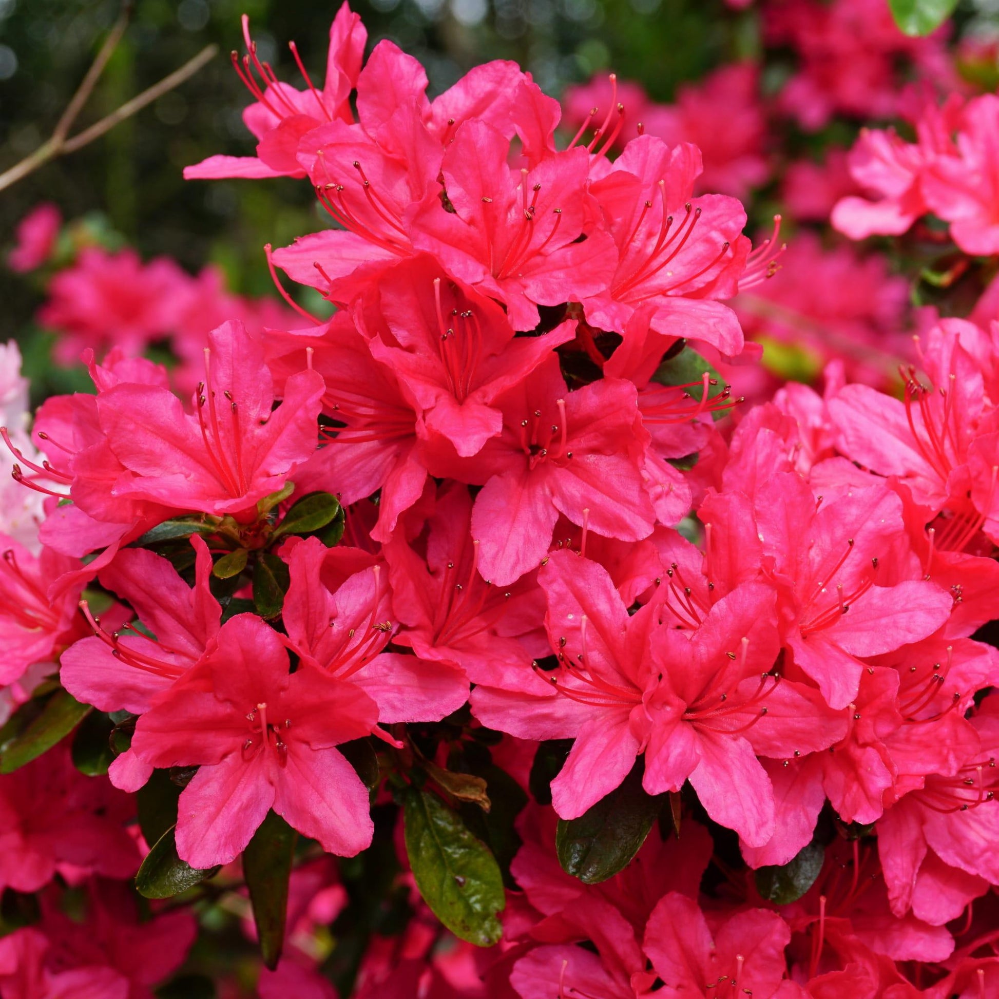 Azalea Silver Sword - View 16 from www redcrocus com