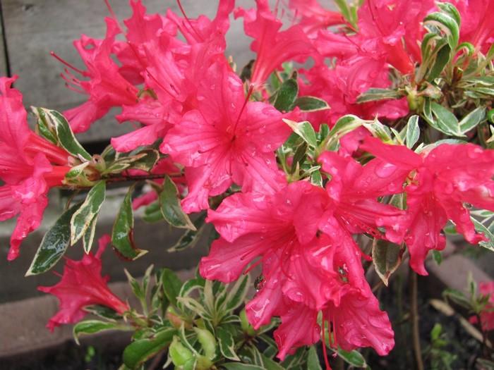 Azalea Silver Sword - View 18 from www redcrocus com