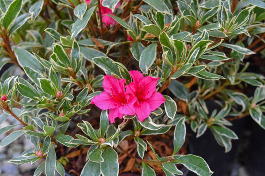 Azalea Silver Sword - View 1 from www redcrocus com