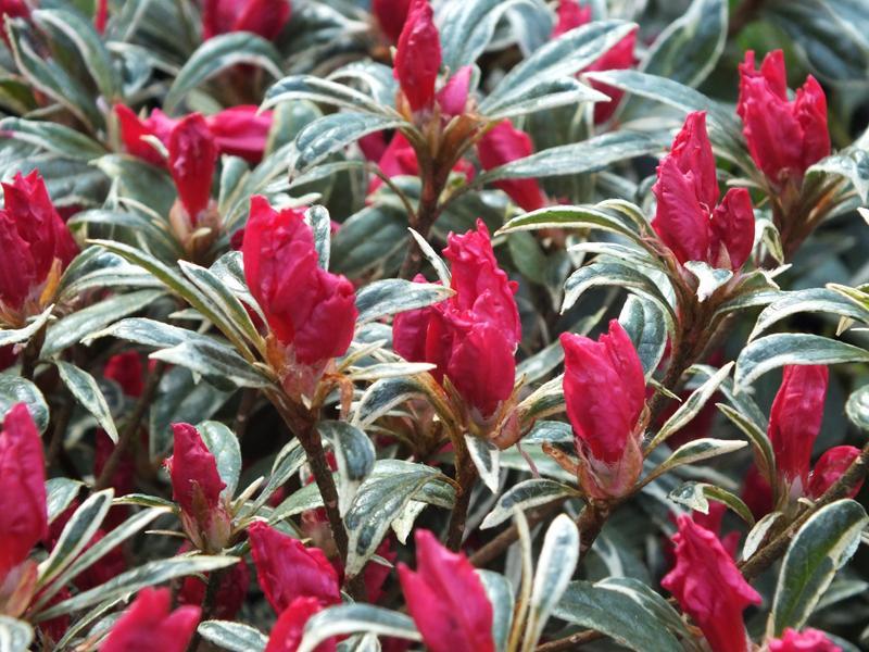 Azalea Silver Sword - View 2 from www redcrocus com