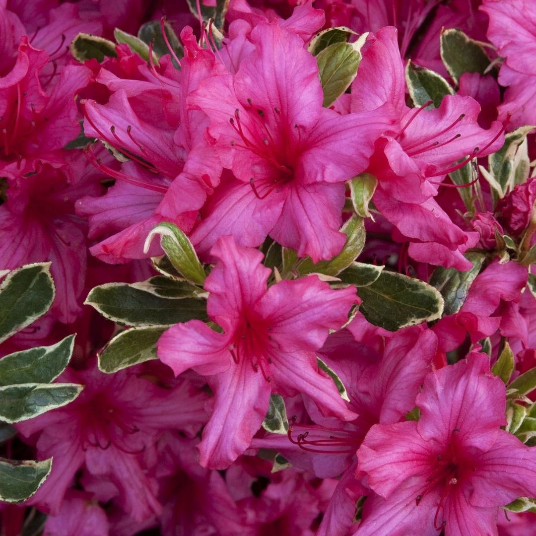Azalea Silver Sword - View 4 from www redcrocus com