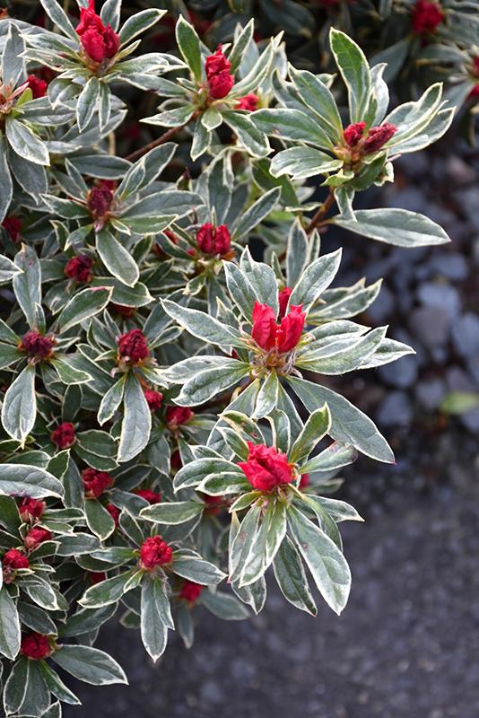 Azalea Silver Sword - View 5 from www redcrocus com